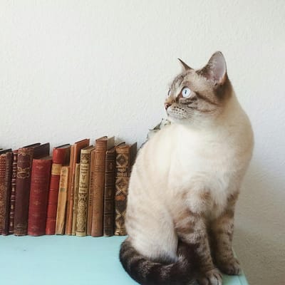 Santi Putri avatar